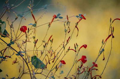 Close-up of red wild flower.