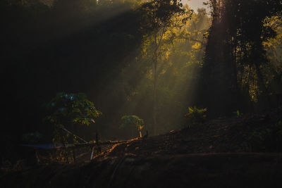 Trees in forest at night