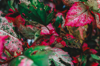 Close-up of autumn leaves