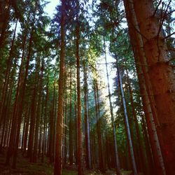 Low angle view of bamboo trees in forest