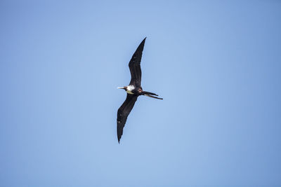 Female magnificent frigatebird fregata magnificens flies high above clam pass in naples, florida