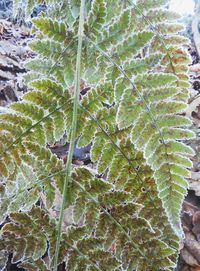 Close-up of fresh green plant