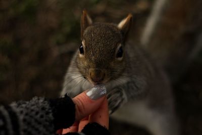 Close-up of squirrel