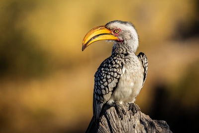 Close-up of bird perching on wood