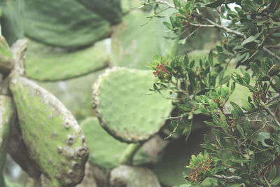 Close-up of succulent plant