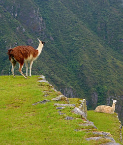 Giraffe standing on field by mountain
