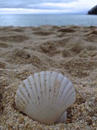 Shells on sandy beach