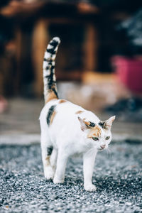 Portrait of cat on footpath