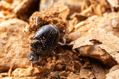 Close-up of insect on rock