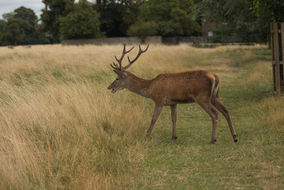 Full length of deer on green field