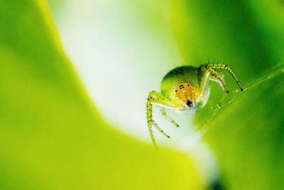 Close-up of spider on leaf