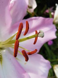 Close-up of fresh flower blooming outdoors