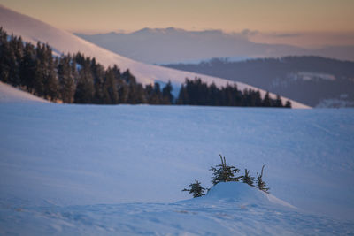 Winter landscape from rodnei mountain. a cold foggy morning with heavy snow.