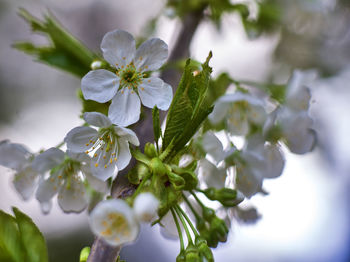 Close-up of white flowering plant