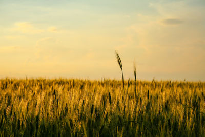 Scenic view of field against sky during sunset