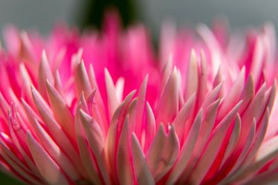 Close-up of pink flower