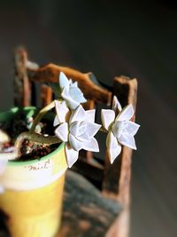 Close-up of rose on table