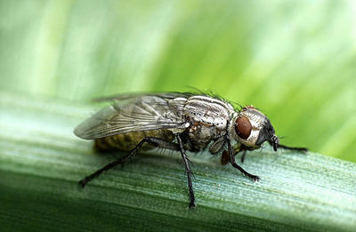 Close-up of fly on plant