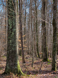 Low angle view of trees in forest