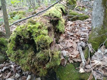 Close-up of moss growing on rocks