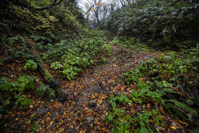 High angle view of trees in forest