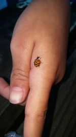 Close-up of insect on hand