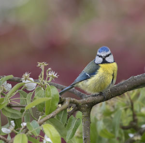 Blue tit on branch with blossom in spring 