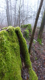 Trees in forest