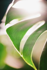 Close-up of green leaves