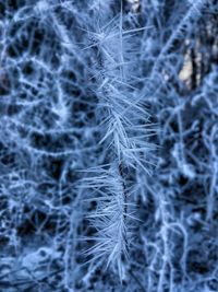 Close-up of snow on plant