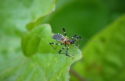 Close-up of insect on plant