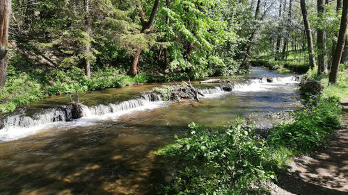 Scenic view of river stream amidst trees in forest