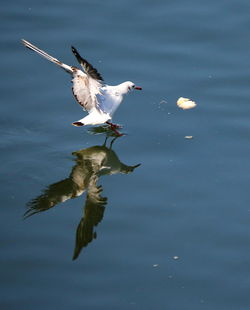 Bird flying over lake