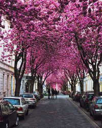 Pink flowers on tree in city