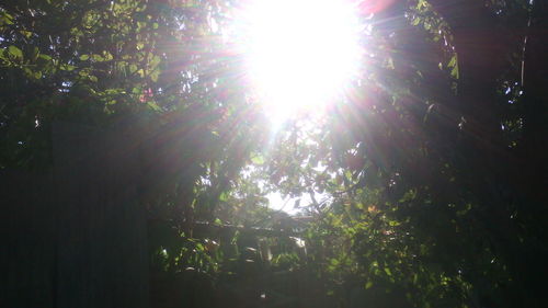 Low angle view of trees against sky