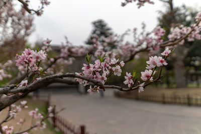 Close-up of pink cherry blossom tree