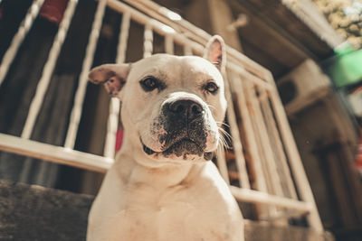 Portrait of dog looking at camera