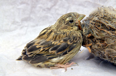 Close-up of bird perching outdoors