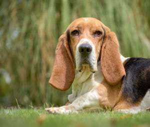 Portrait of dog lying on field