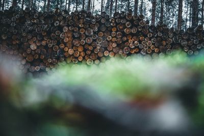 Stack of logs in forest