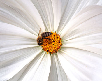 Close-up of insect on white flower