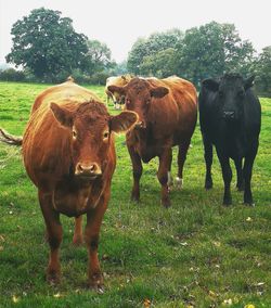 Cows standing in field