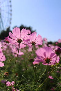 Close-up of pink cosmos flowers on field