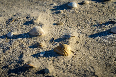 Close-up of seashells on sand at beach