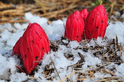 Close-up of snow on red leaves