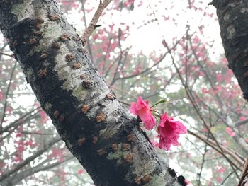 Low angle view of pink flower tree against sky
