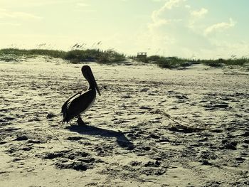 Bird on beach against sky