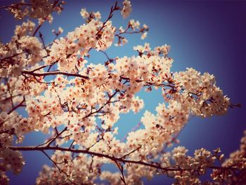 Low angle view of cherry blossom tree