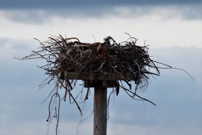 Low angle view of lizard against sky
