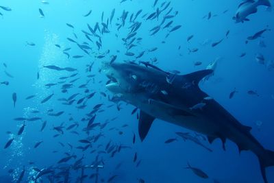 Bull shark - carcharhinus leucas 